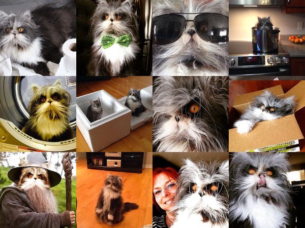 атчум персидский