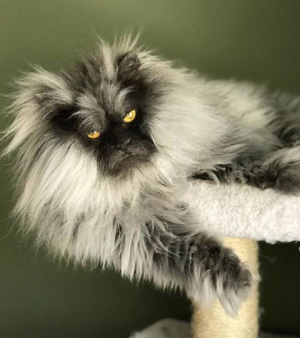 гималайский кот джуно