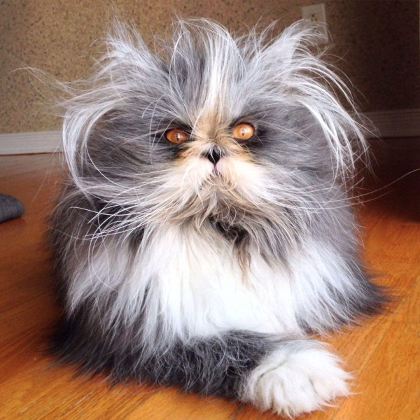 атчум персидский