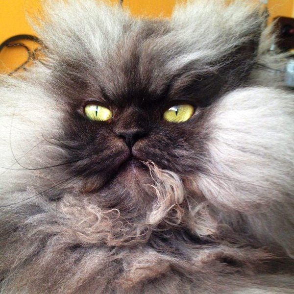 злобный кот