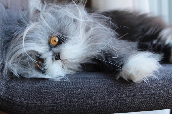 атчум порода