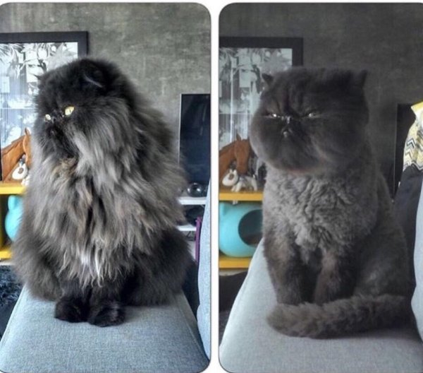 стрижка котов