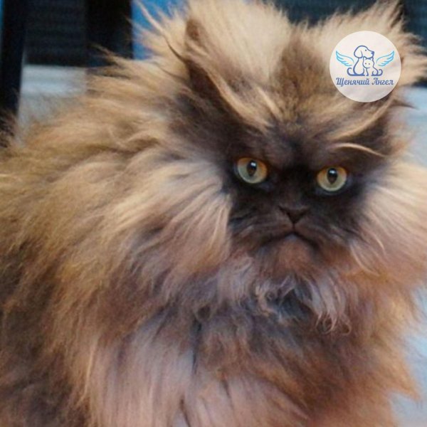 кот лохматый