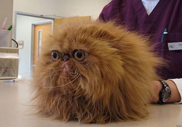 персидская шиншилла вилфред