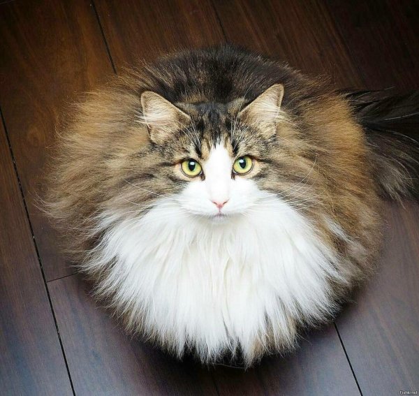 сумасшедшие коты