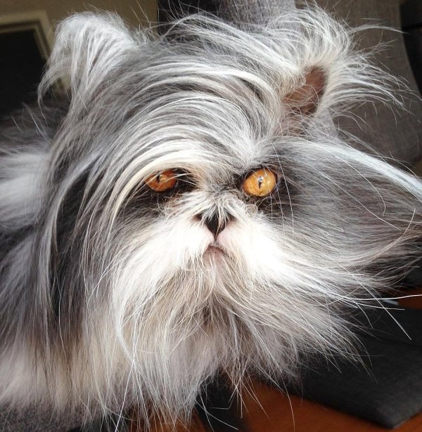 лохматая кошка