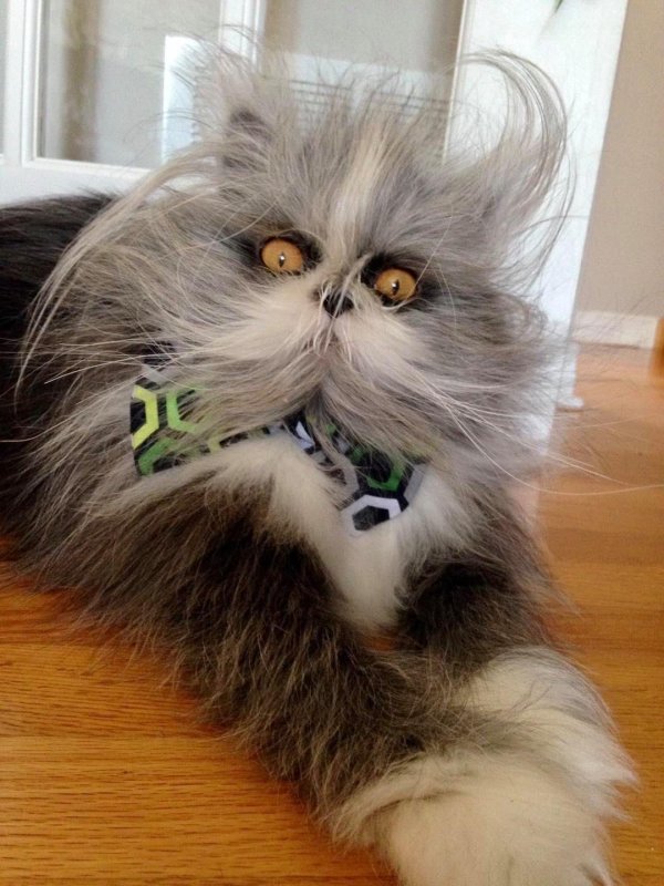 персидская кошка