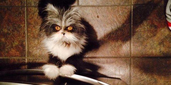 сумасшедшая кошка