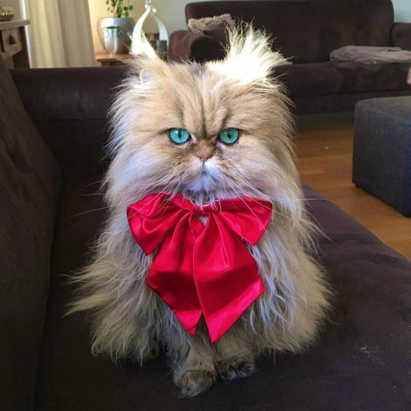 кошка с бантиком