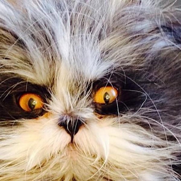 лохматая кошка