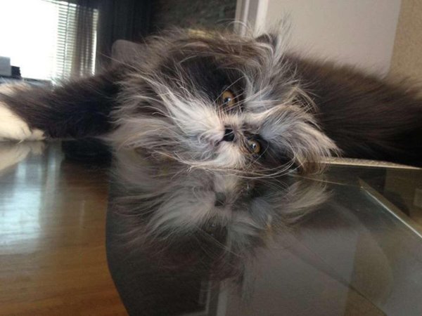 лохматая кошка