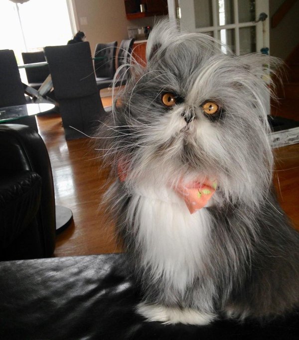 атчум порода