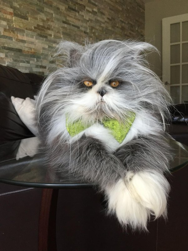 кот лохматый