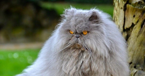 персидская кошка