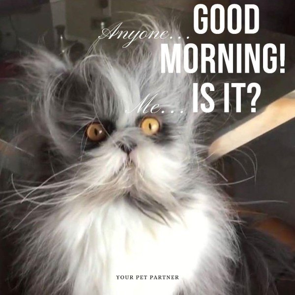 персидская шиншилла вилфред