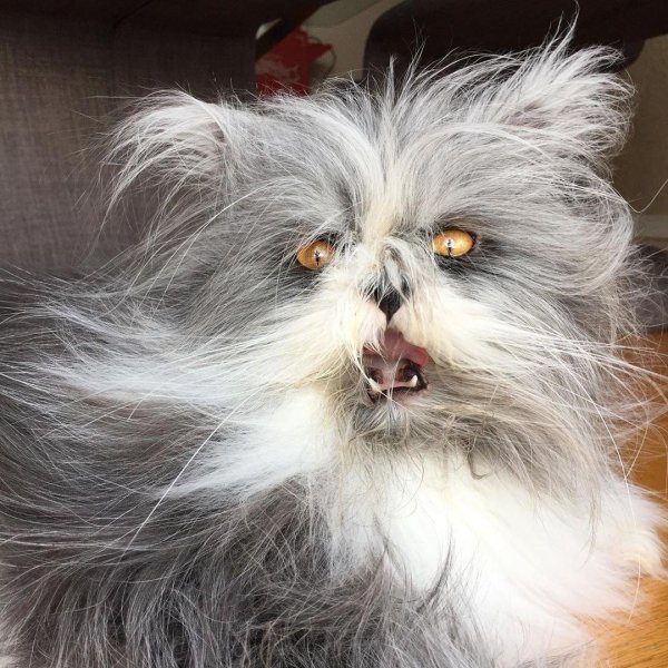 персидская шиншилла вилфред