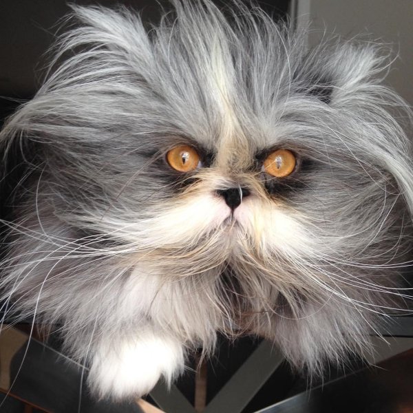 персидская шиншилла вилфред