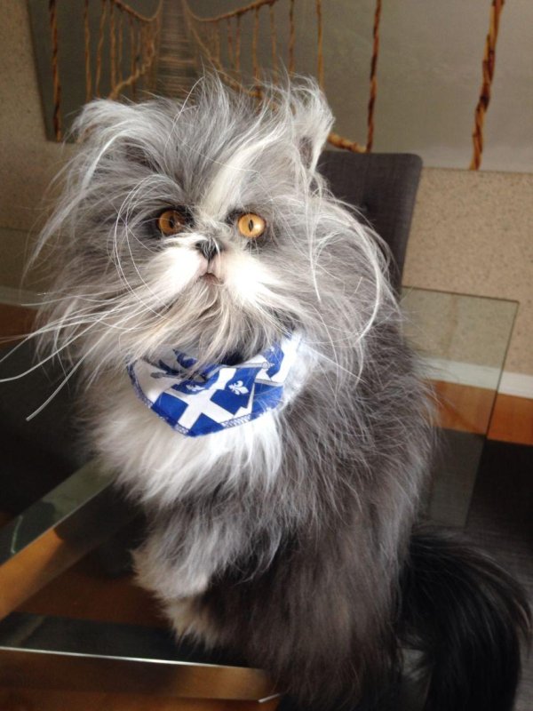 атчум персидский