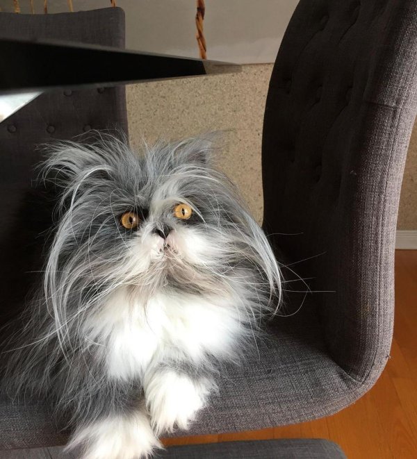 атчум порода