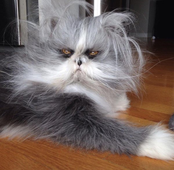 лохматая кошка