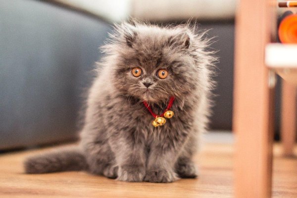 пушистые коты