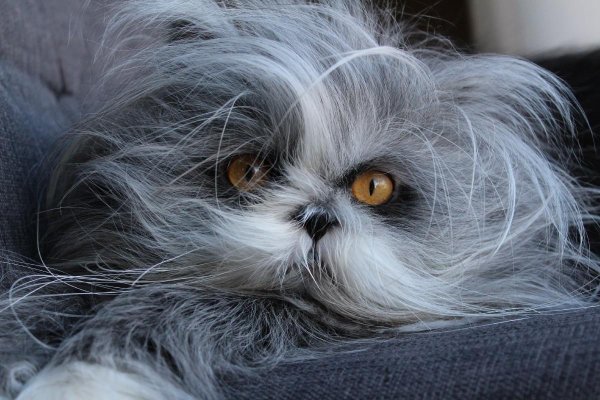 лохматая кошка