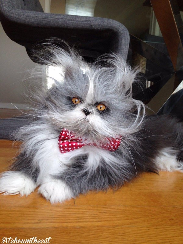 атчум порода