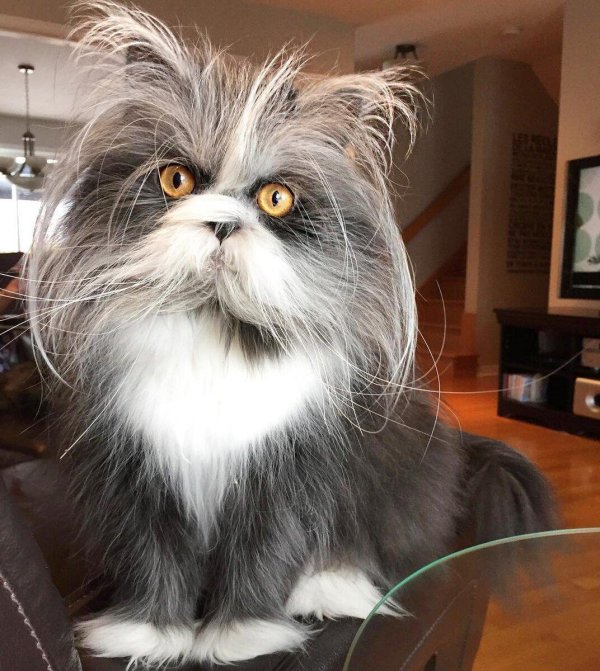 атчум порода