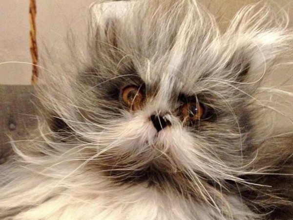 самая пушистая кошка