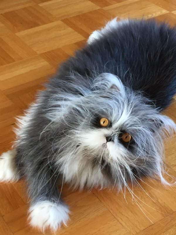 персидская кошка