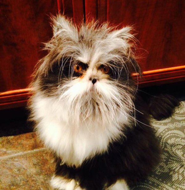 персидская кошка