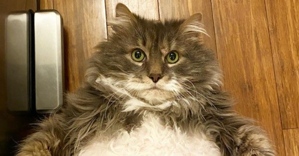 пухлые коты