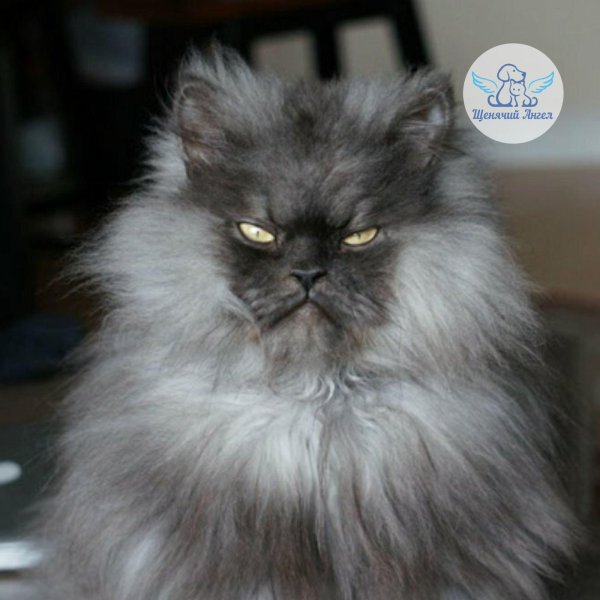 злобный кот