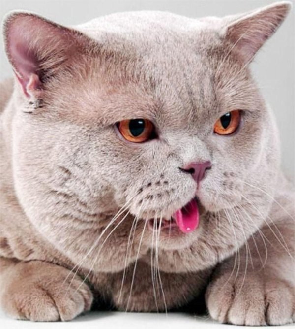 британские коты высовывают язык