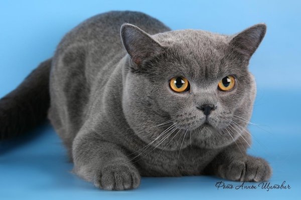 кот британский короткошерстный