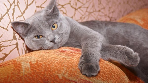 британский дымчатый кот