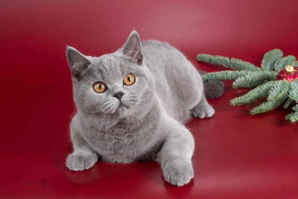 британский кот голубого окраса