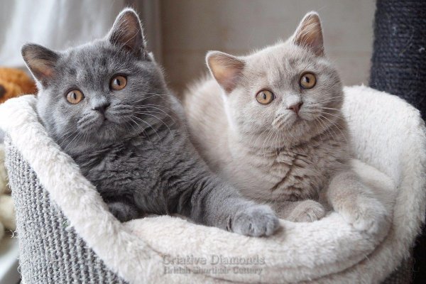 разновидности британской породы кошек