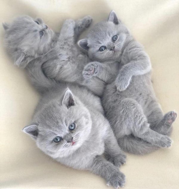 голубые британские котята 1мес