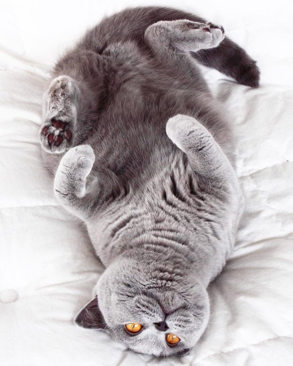 кот британец