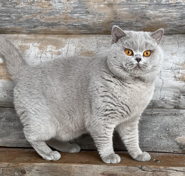 кот британский