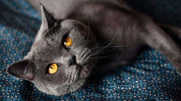 серый кот британец