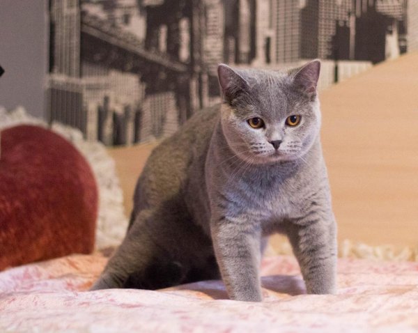 британская короткошёрстная кошка