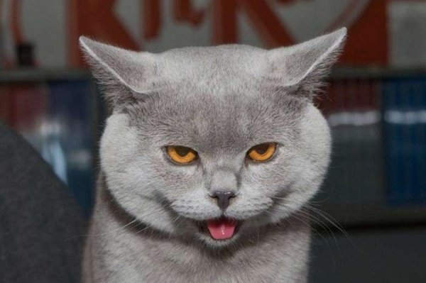 морда британского кота