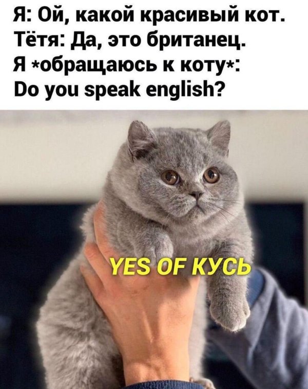 ес оф кусь