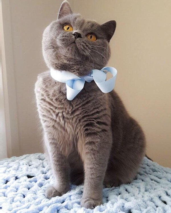 короткошерстный британец