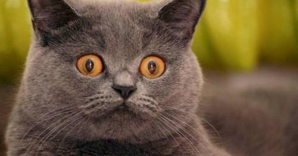 британская кот