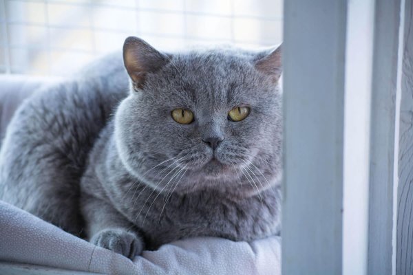 голубой британец кот