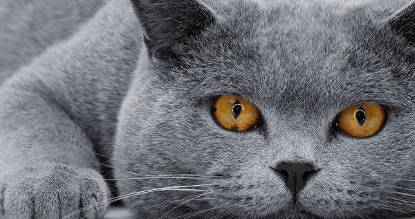кот серый британец
