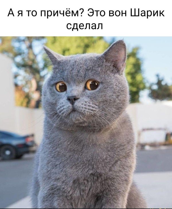 кот британец